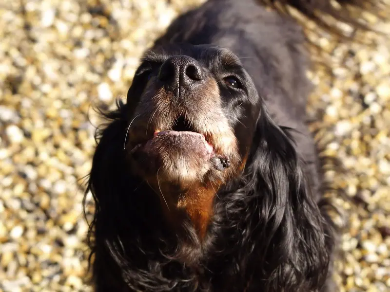 Cachorro de pelo preto e longo com a boca aberta, latindo para o alto