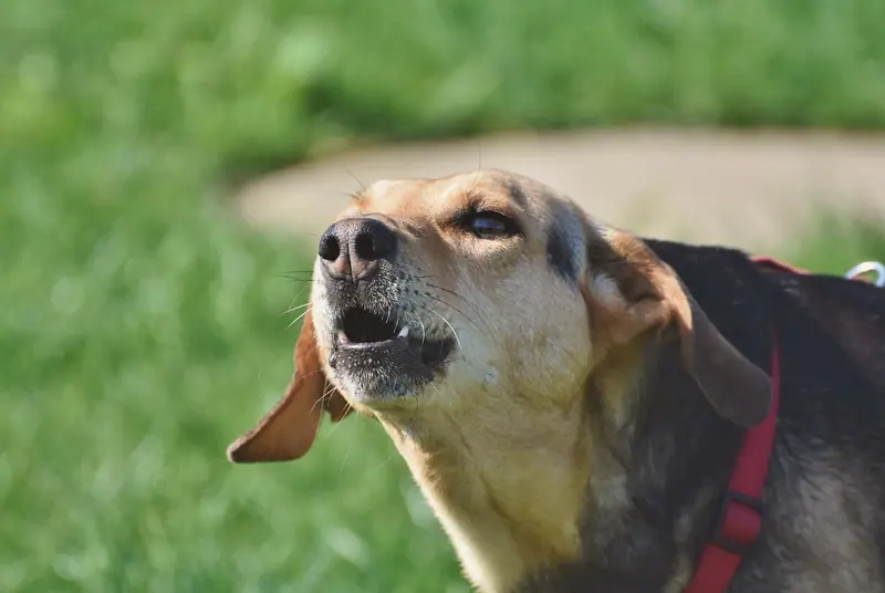 Cachorro com a cabeça erguida e a boca aberta, latindo ou uivando