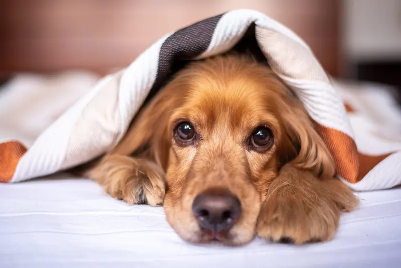 Cachorro de pelo dourado deitado na cama, com a cabeça para fora de uma coberta listrada