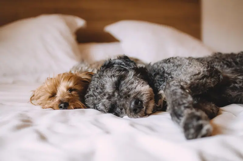 Dois cachorros pequenos dormindo lado a lado sobre uma cama de lençóis brancos