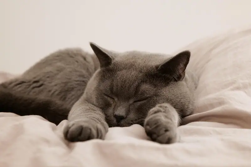 Gato cinza dormindo sobre um lençol claro