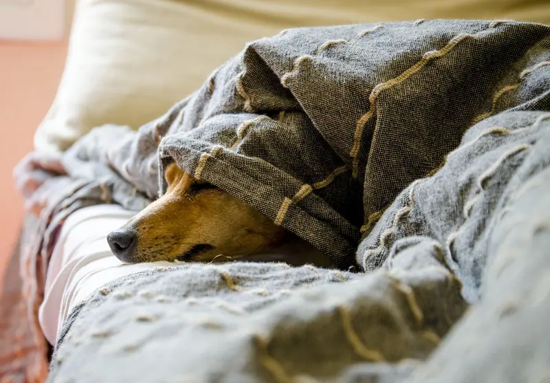 Cachorro dormindo enrolado numa manta cinza sobre o sofá