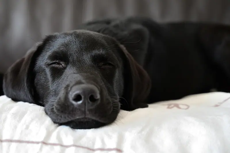 Cachorro preto dormindo com a cabeça apoiada num travesseiro branco