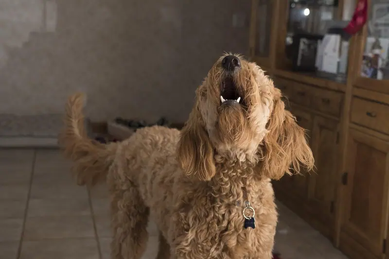 Cachorro de pelo caramelo encaracolado latindo dentro de uma casa, de cabeça erguida