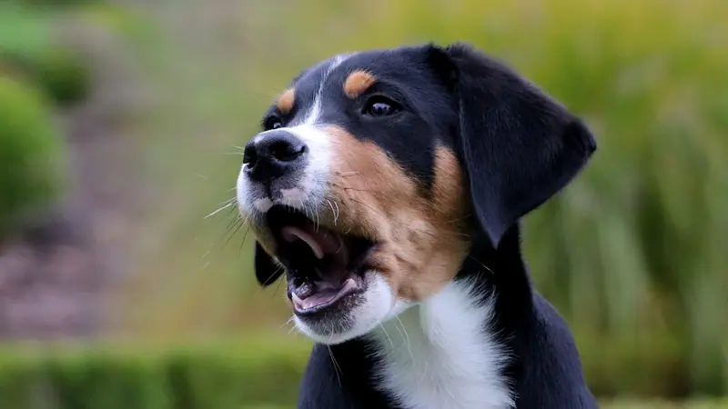 Cachorro preto, branco e caramelo latindo ao ar livre, com o jardim desfocado ao fundo