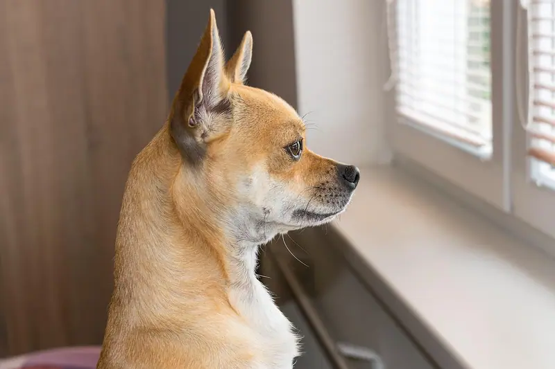 Cachorro pequeno sentado perto da janela, olhando para fora