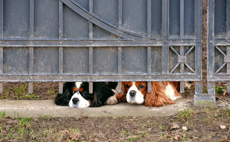 Dois cachorros deitados no chão, espiando por baixo de um portão de metal