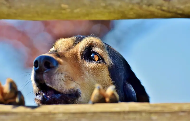 Cachorro apoiado numa cerca de madeira, com o focinho para cima, espiando o quintal vizinho