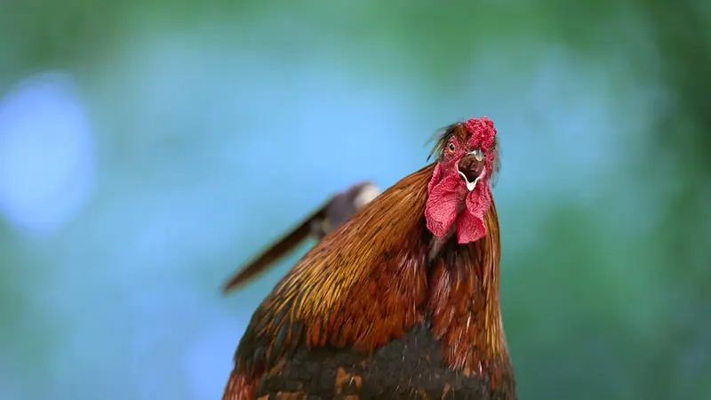 Galo de penas marrons e crista vermelha cantando de cabeça erguida e bico aberto, com fundo verde desfocado