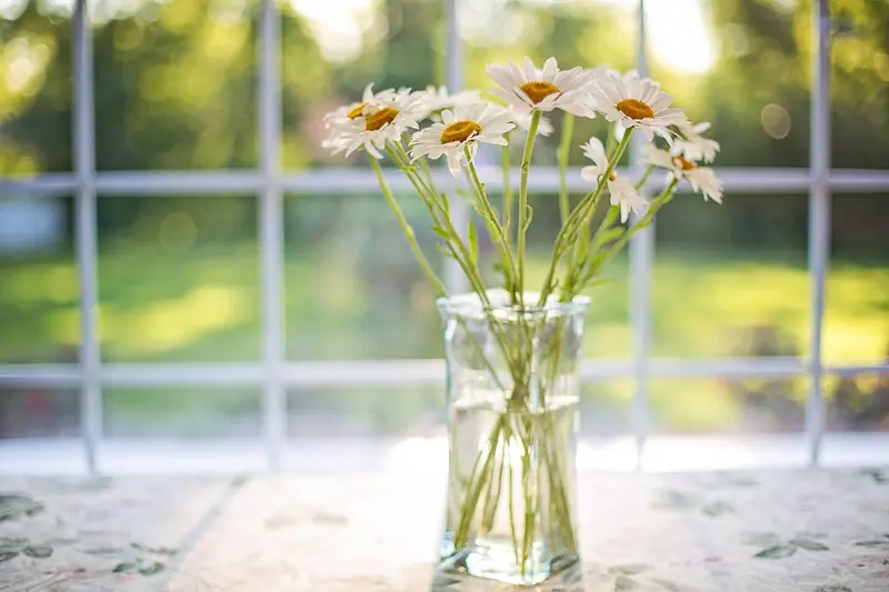 Vaso de vidro com margaridas sobre uma mesa, diante de uma janela com sol forte