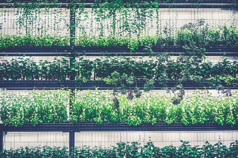 Jardim vertical montado em prateleiras de metal, com fileiras de plantas pendentes