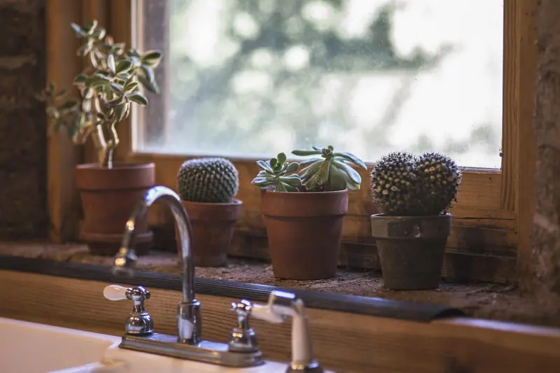 Vasos com cactos e suculentas no peitoril de uma janela, acima de uma pia