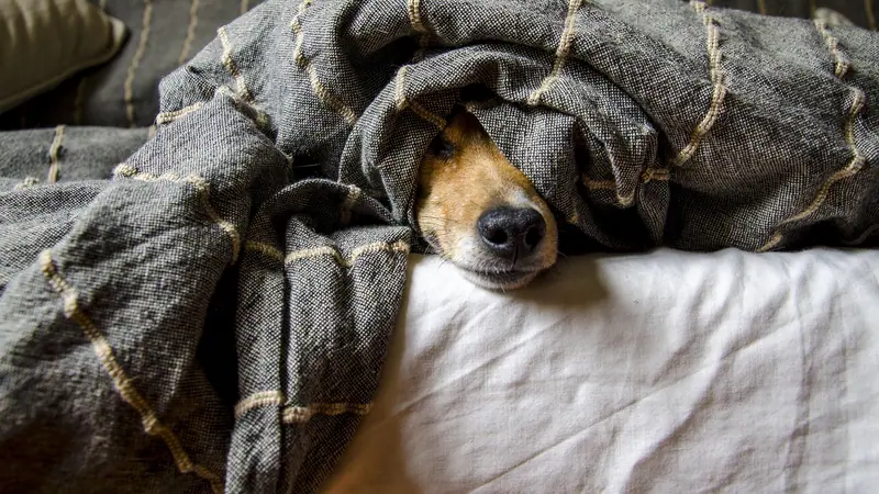 Cachorro escondido sob um cobertor cinza na cama, só com o focinho para fora
