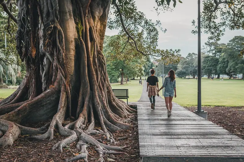 Caminho de madeira num parque, ao lado de uma árvore grande com raízes aparentes