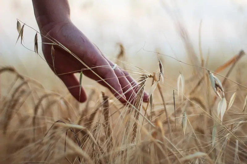 Mão passando de leve pelas espigas de um campo de trigo, com luz suave