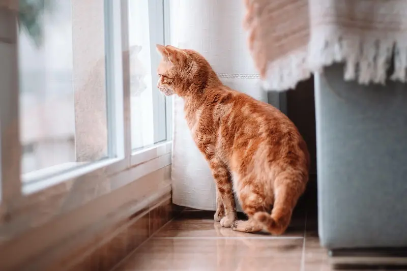 Gato laranja sentado no chão de casa, olhando para fora por uma janela de correr